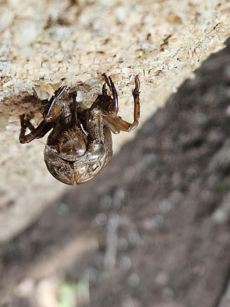 The insect on the tree that I just encountered is a type, don't know what it's called photo