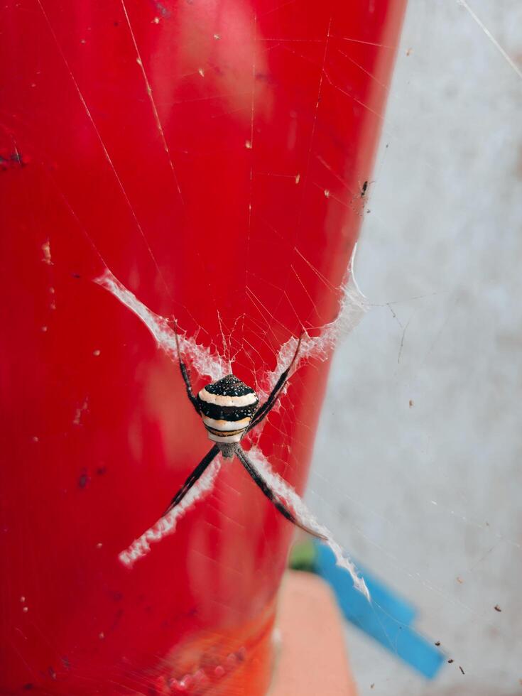 Spiders making a nest close to the gas cylinder, indicating a lack of hygiene photo