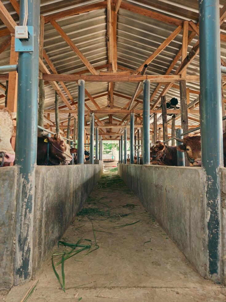 Cattle farm sheds in a village in Sumedang, West Java, Indonesia photo
