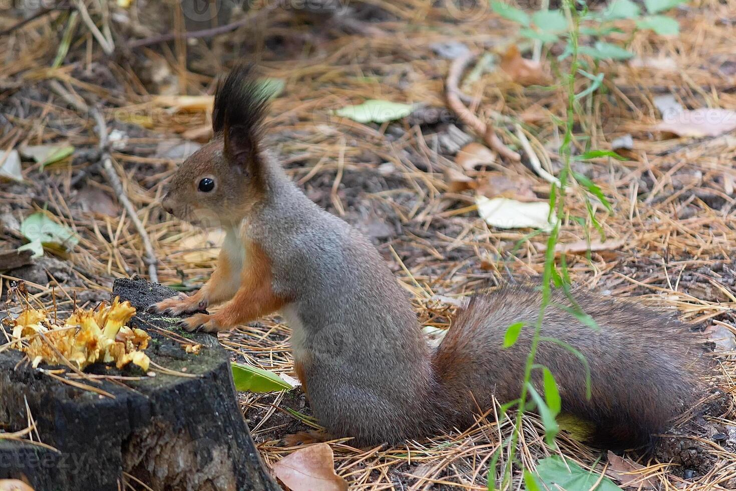Squirrel in autumn or spring looking for food on the ground photo