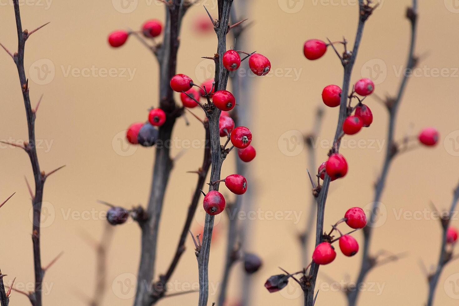 Fresh red berries on brown twig with big sharp thorns. Curved branch of barberry closeup on blurry green background photo