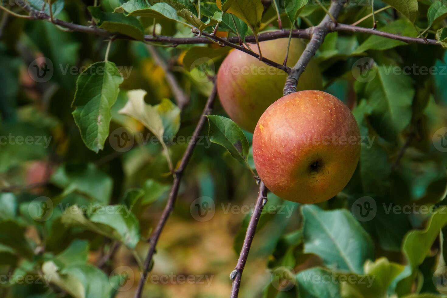 two apples on the tree photo