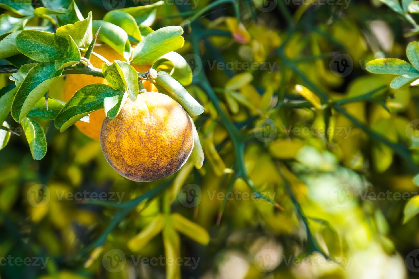 A single orange hangs from its tree. photo