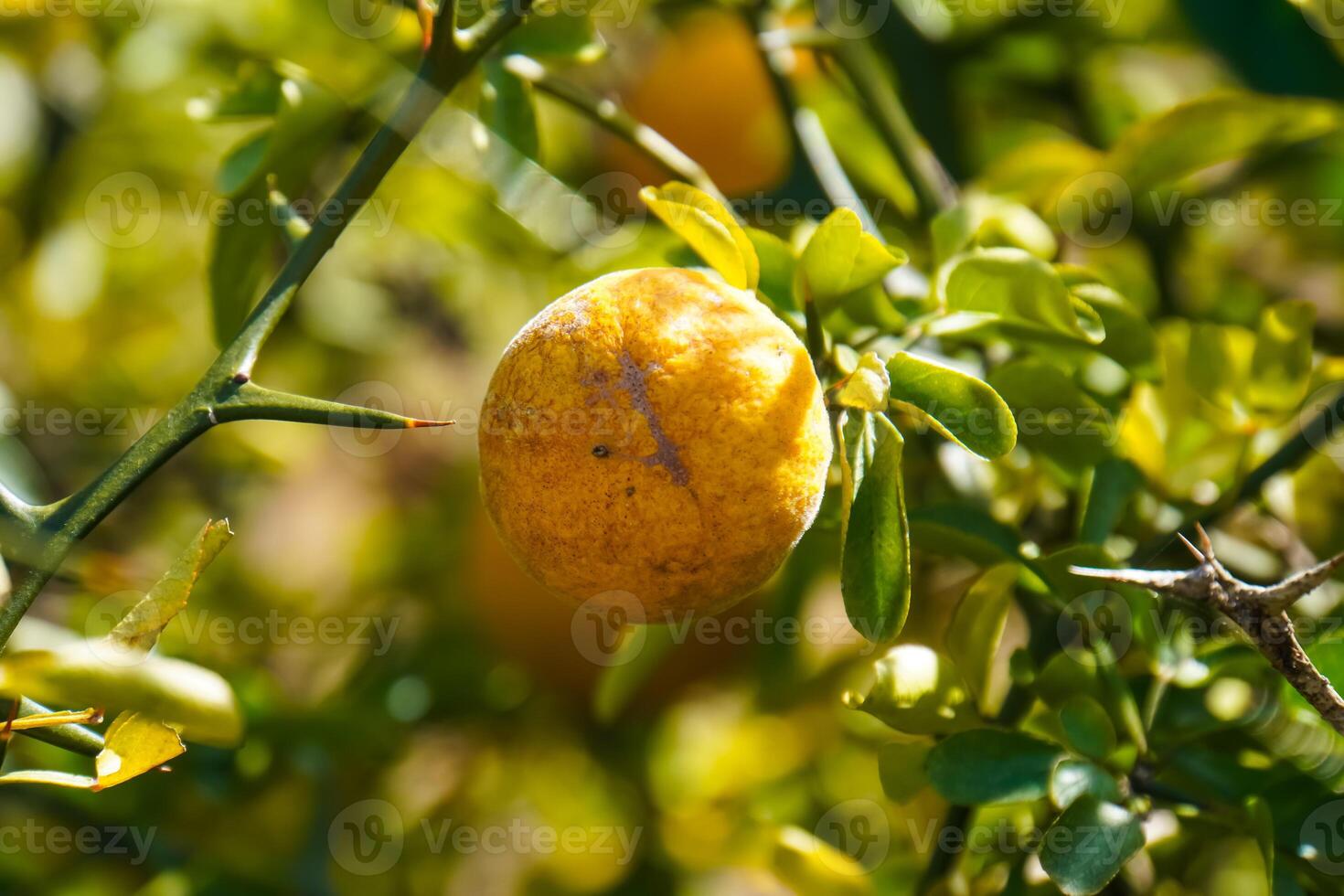 A single orange hangs from its tree. photo