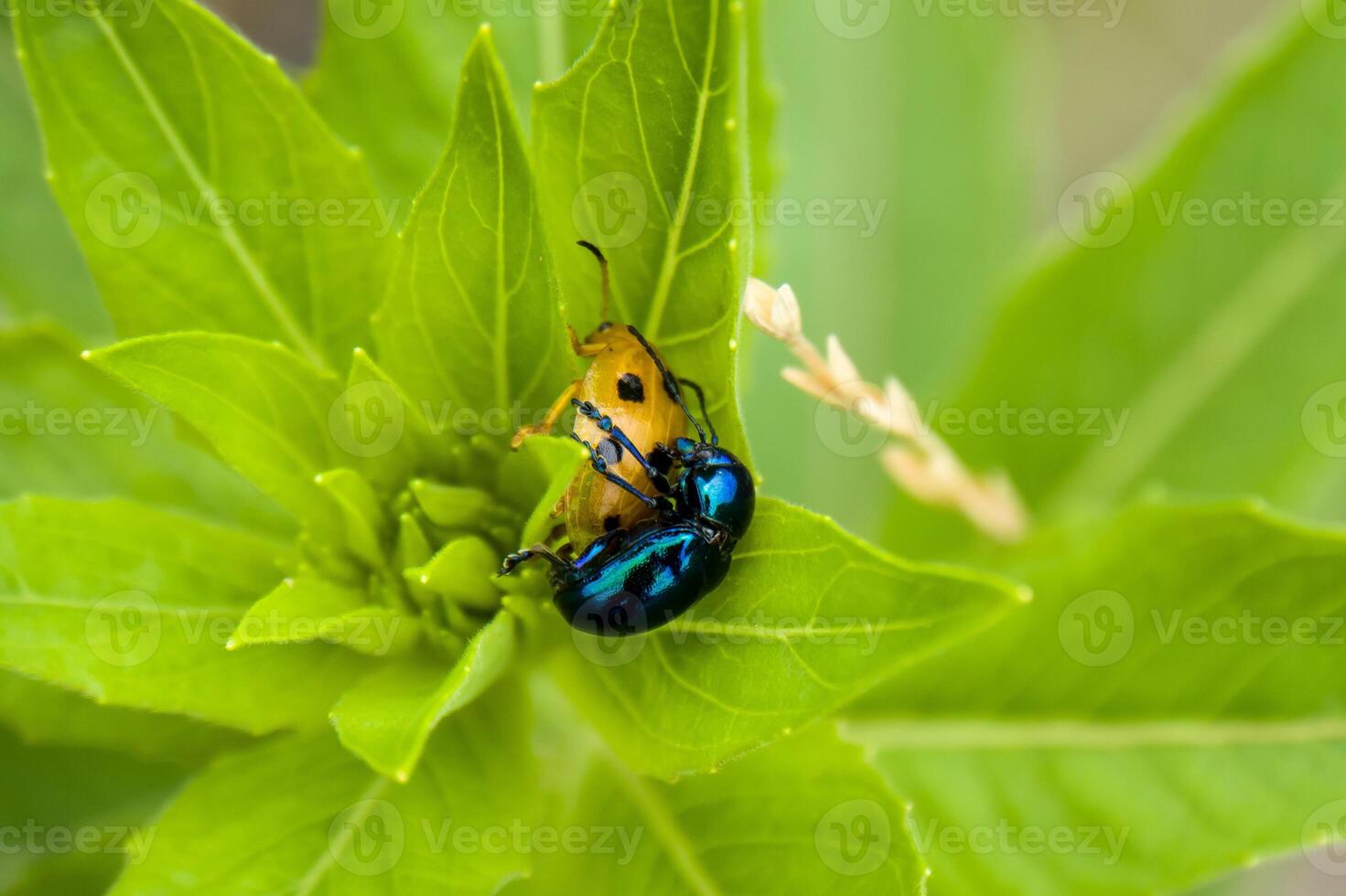 blue beetle and orange ladybugs are mating photo