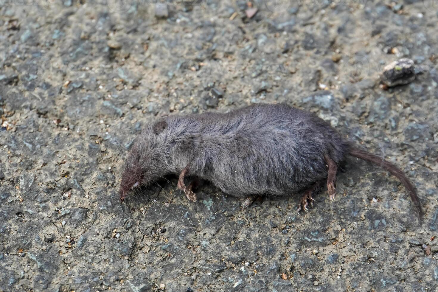 Close Up of Dead Rats on the Road photo