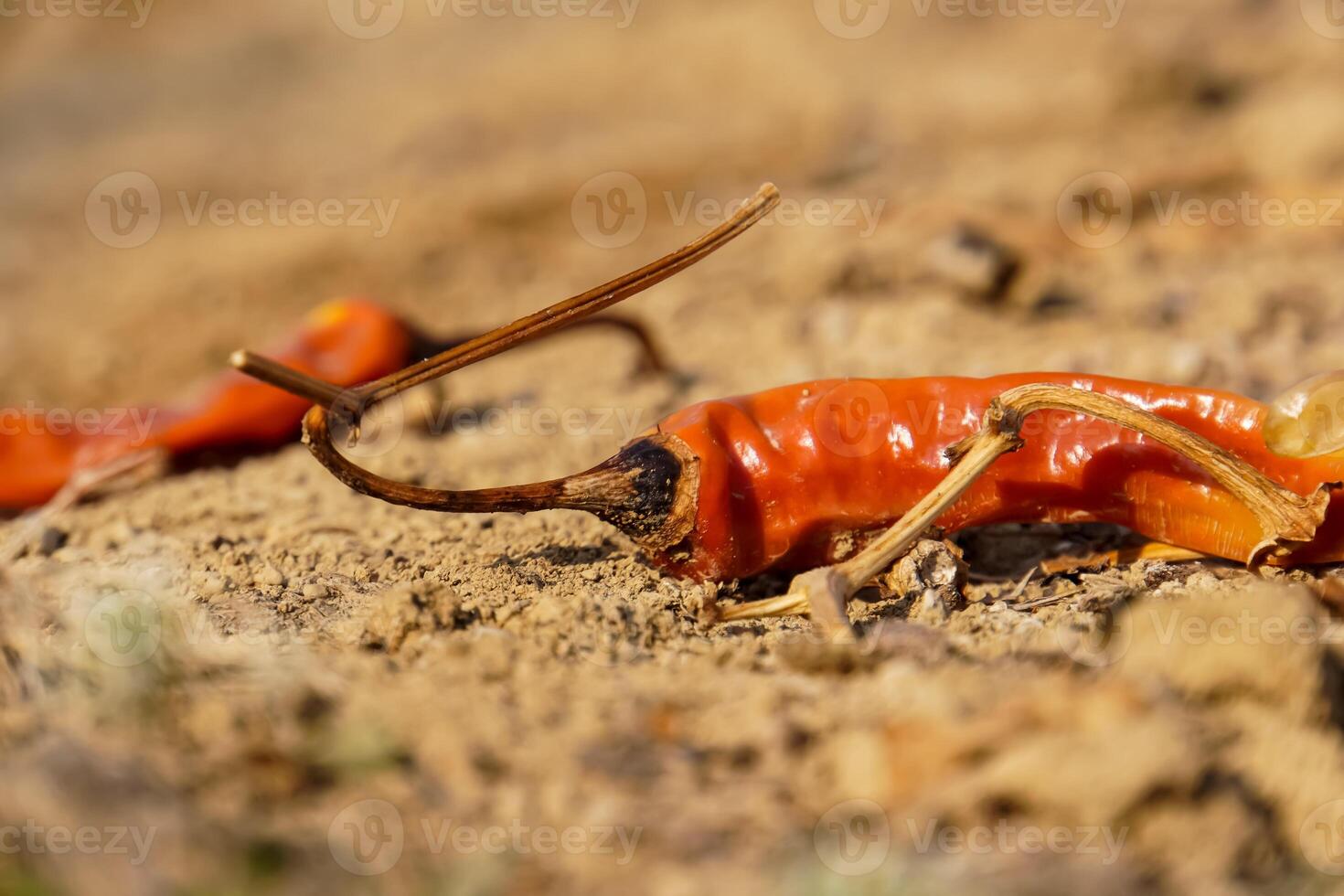 close up of rotten chilies photo