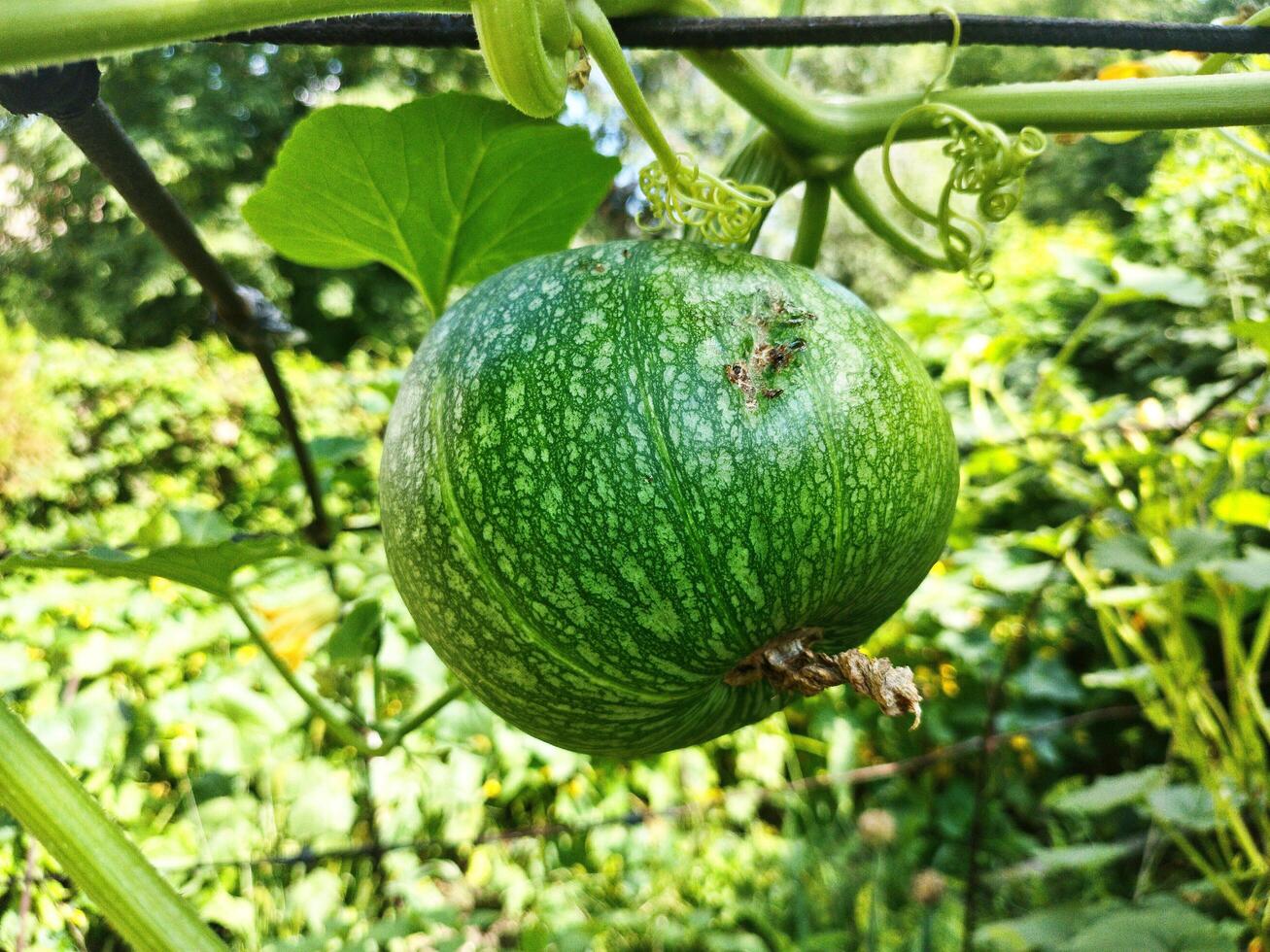 Squash Cucurbita Pepo Pumpkin in Garden photo