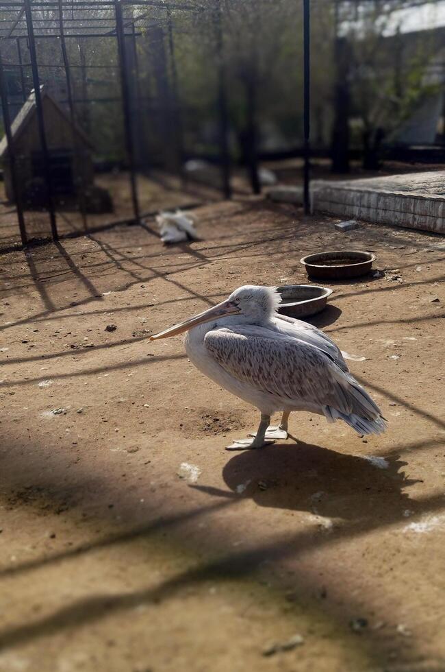 Pelican Walking On The Sand With A Retracted Neck photo