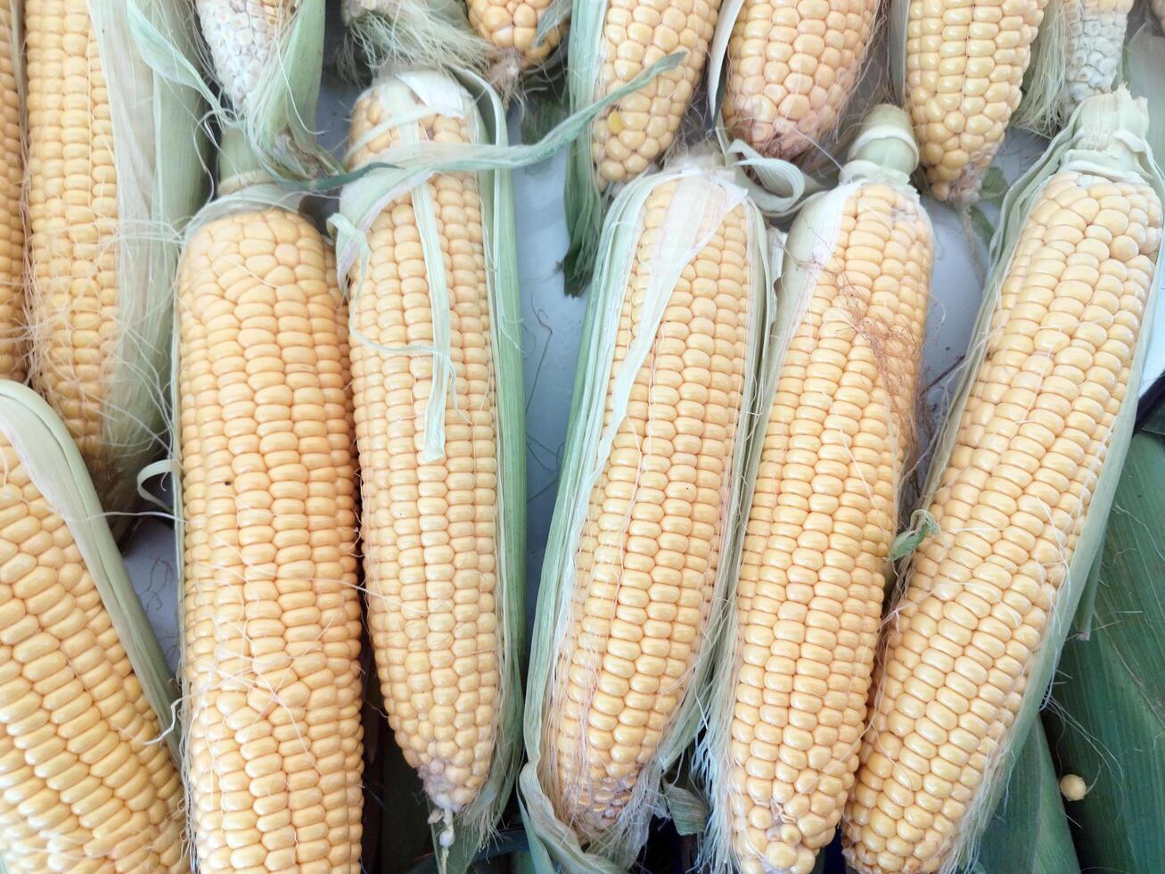 Fresh Corns Are On Salein The Bazaar, Market. Organic Food From Field. photo