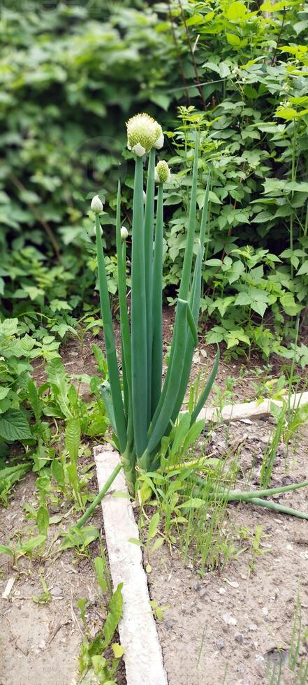 Allium Fistulosum. Blooming White Onion Plant Iin Garden photo