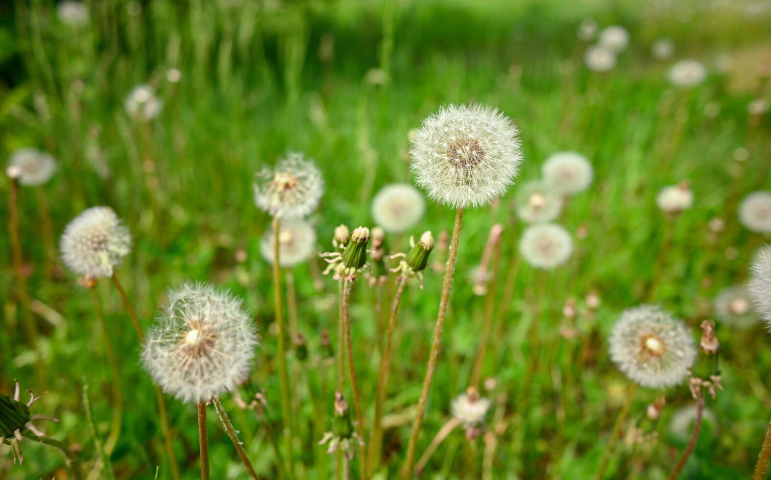 A large number of white dandelions. A field of white fluffy dandelions, a beautiful rural landscape. photo