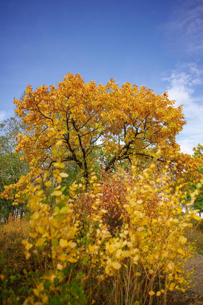 Autumn scene. Autumn. The path to the garden. Trees and leaves in the sunlight. photo