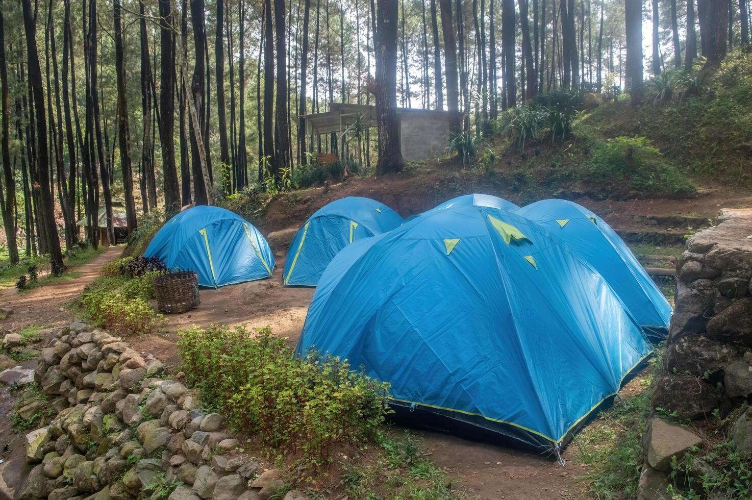 Multiple blue camping tents nestled in a serene pine forest, offering a peaceful retreat for nature lovers. photo