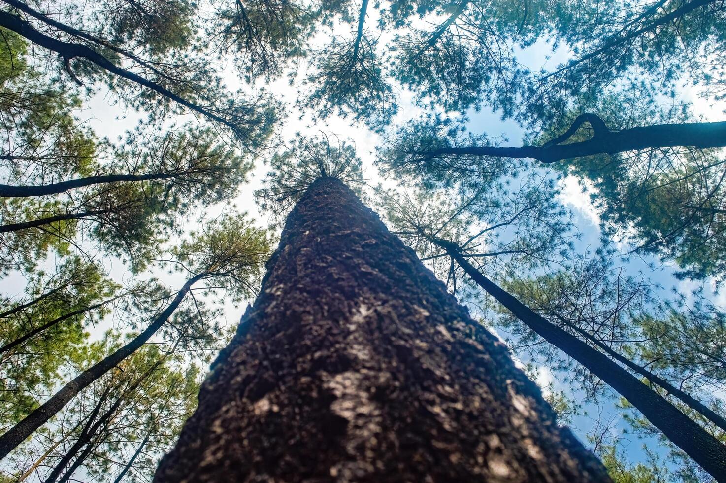 A breathtaking view looking up at towering pine trees against a clear blue sky, creating a sense of tranquility and wonder. photo