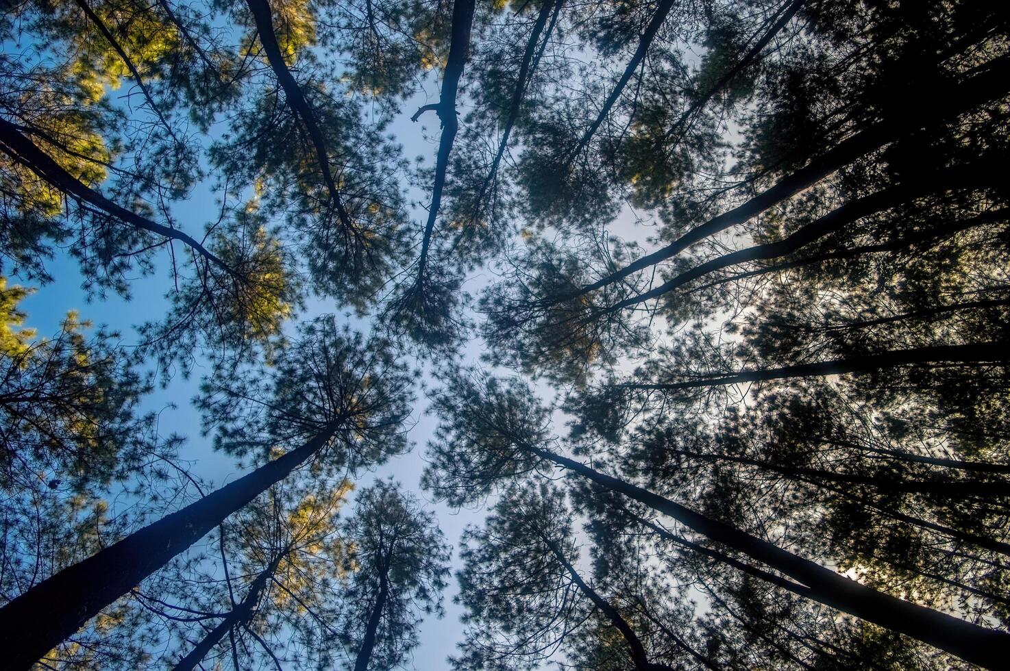 A breathtaking view looking up at towering pine trees against a clear blue sky, creating a sense of tranquility and wonder. photo