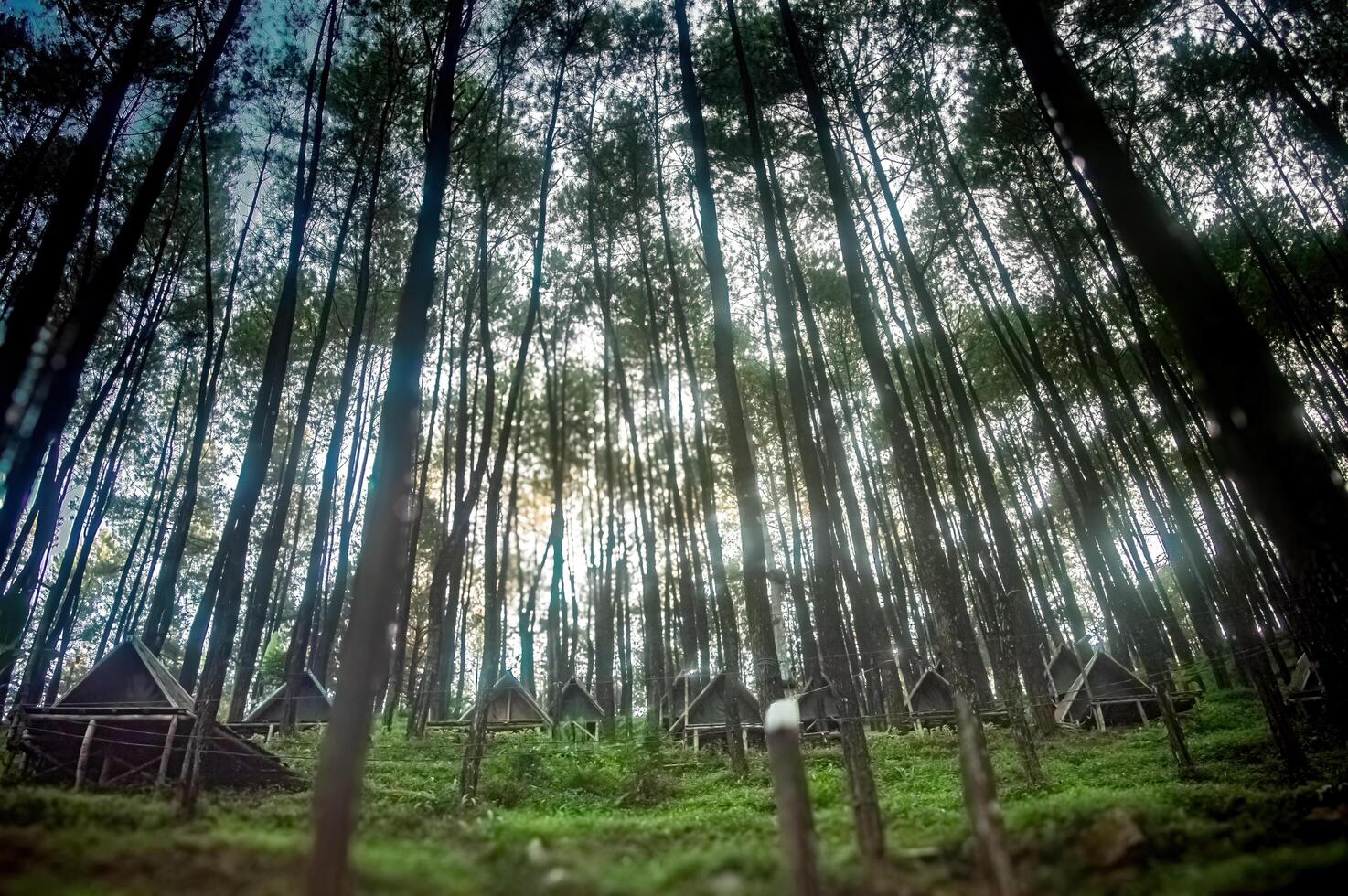 Rustic glamping tents nestled amidst a towering pine forest, offering a unique and unforgettable outdoor experience. photo