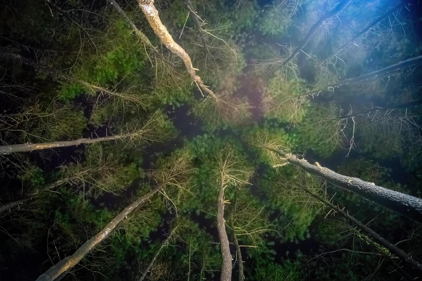 A magical forest scene at night, with moonlight filtering through the branches of towering pine trees. photo