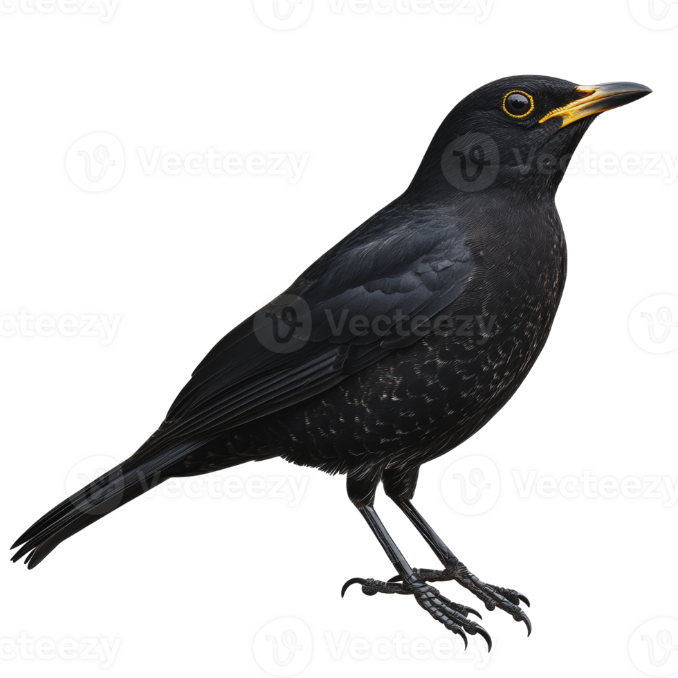 Blackbird perched on a branch in a natural environment during daylight png