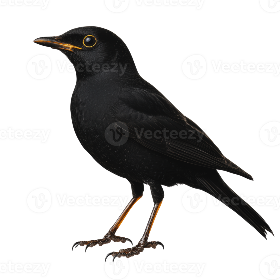 A black bird standing upright showcasing its glossy plumage and striking yellow-orange eye in a neutral backdrop png