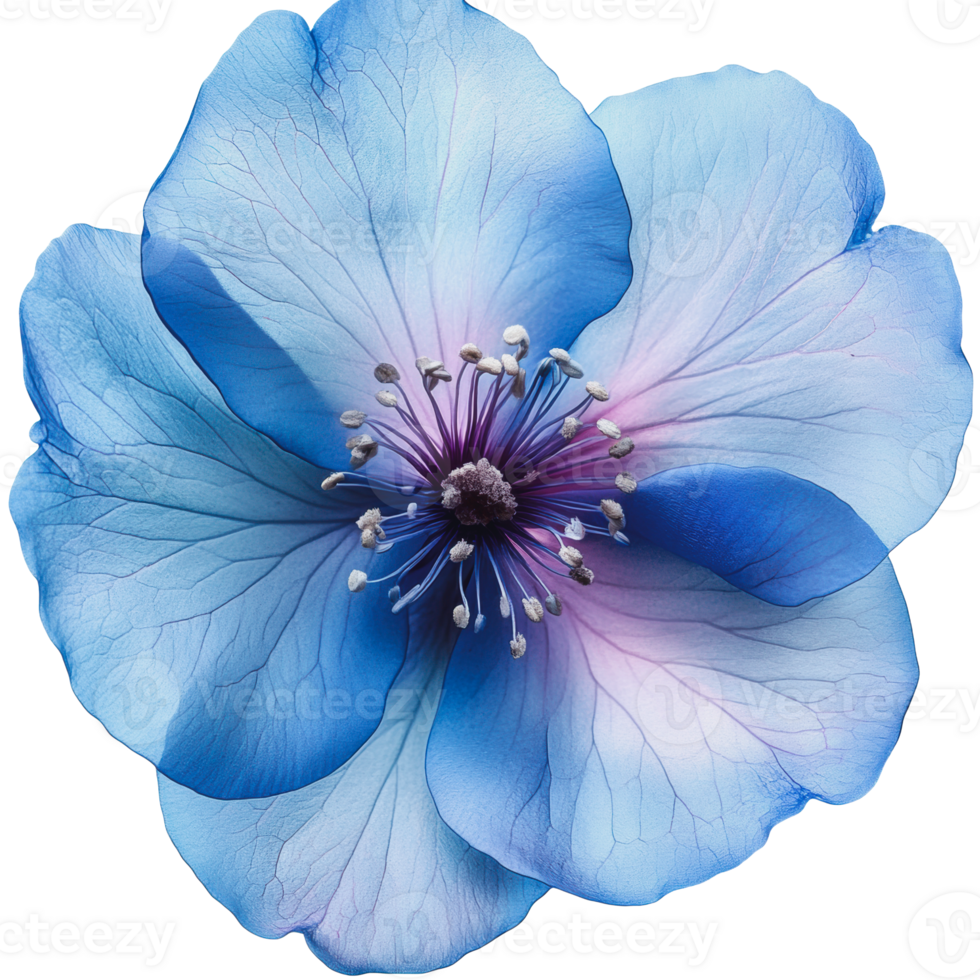 Beautiful blue flower with delicate petals and vibrant center in natural light png