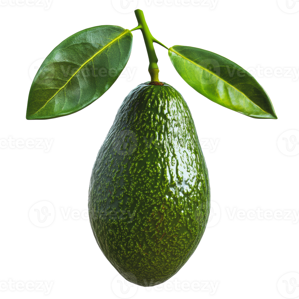 Fresh avocado hanging from a green leafy branch in natural light png