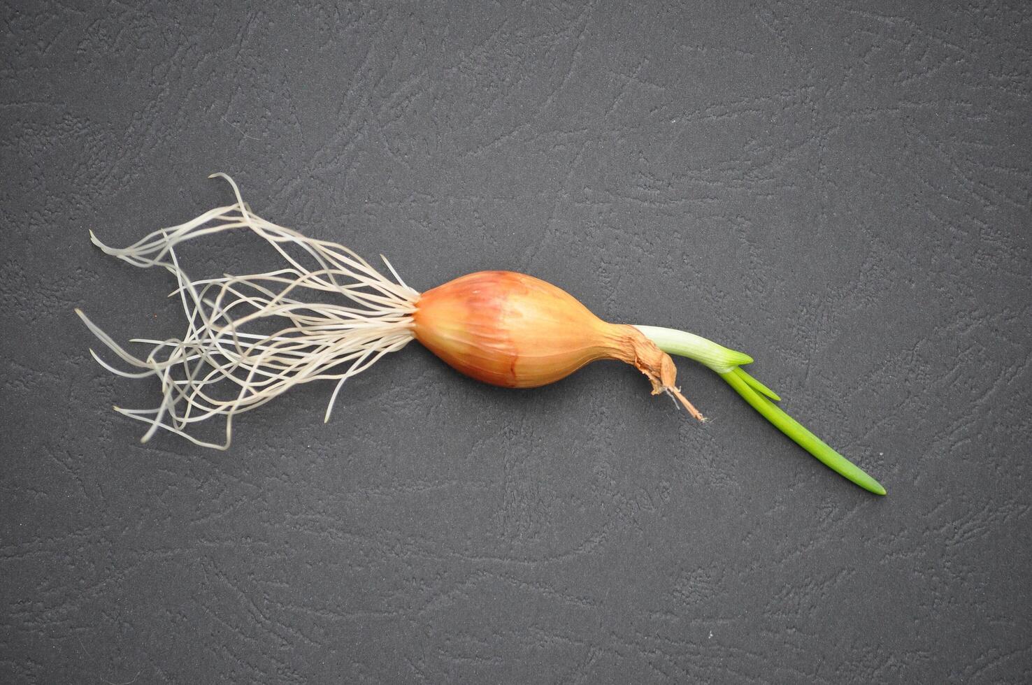 onion vegetables food photo
