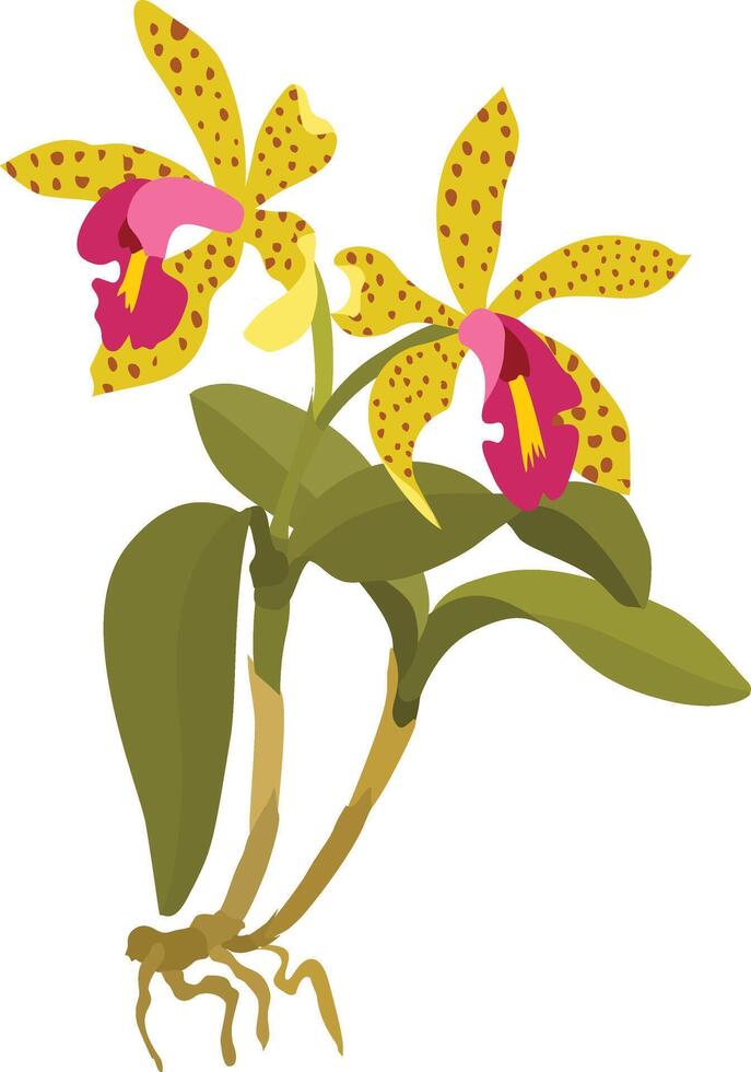 Hand drawn illustration of wild orchid flower yellow wild orchid vector