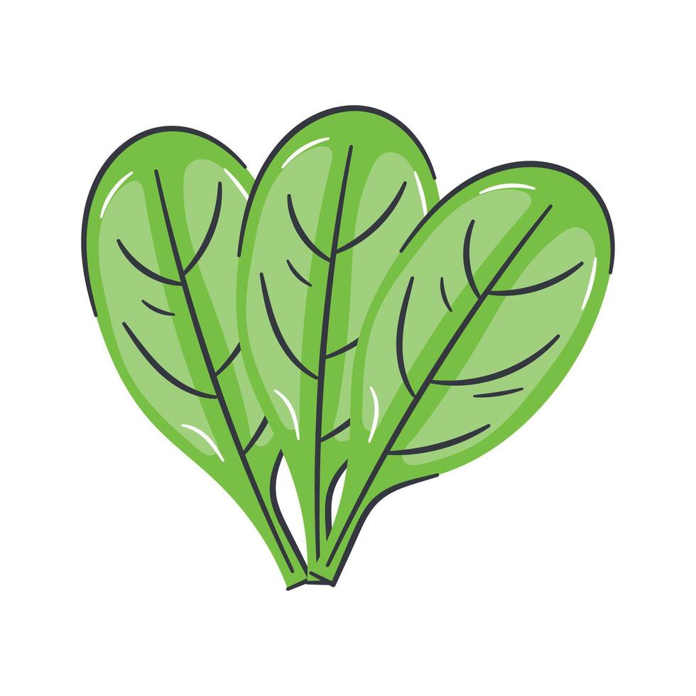 Carefully crafted spinach design, ready to use vector