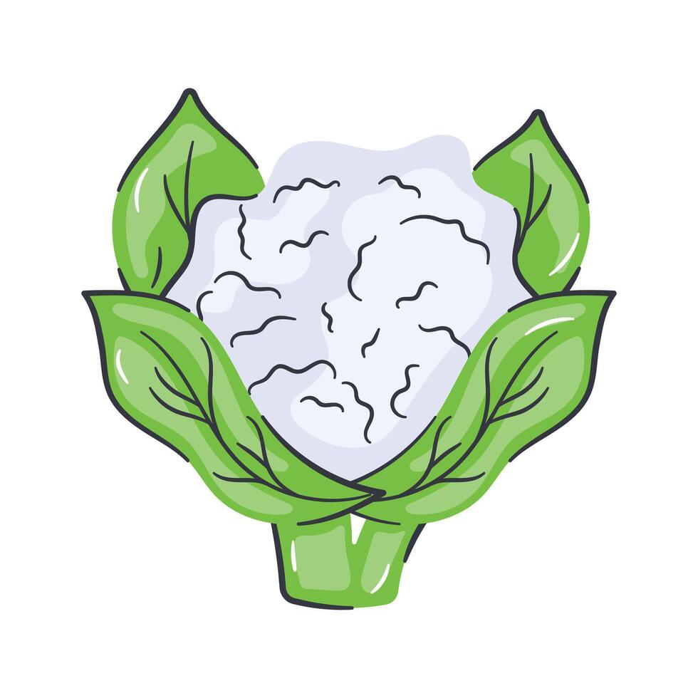 Fresh cauliflower with green leaves, healthy and organic food vector