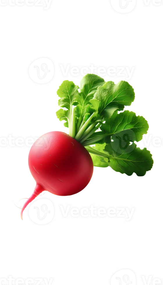 Radishes isolated on transparent background png