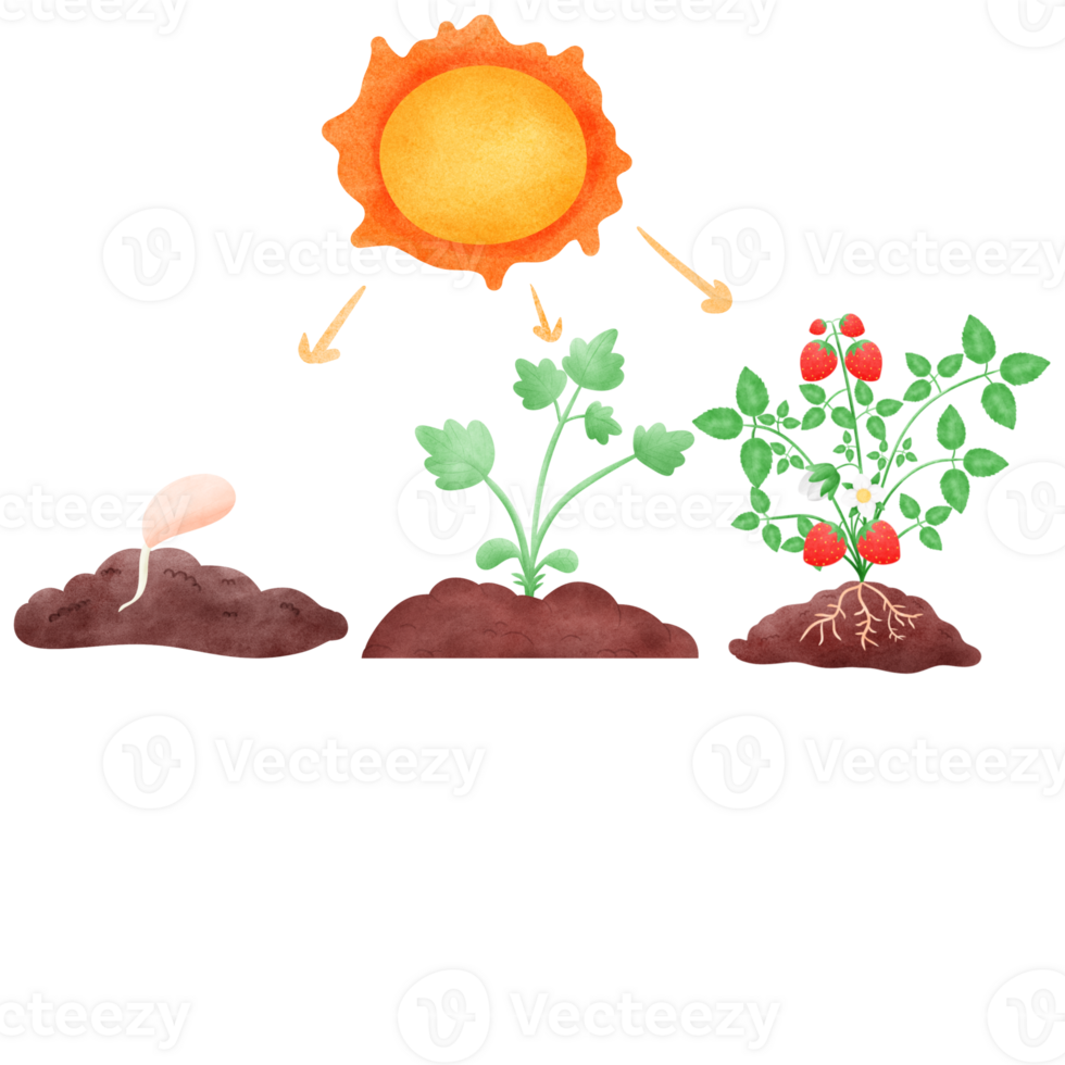 Plants synthesize with light, plant growth png