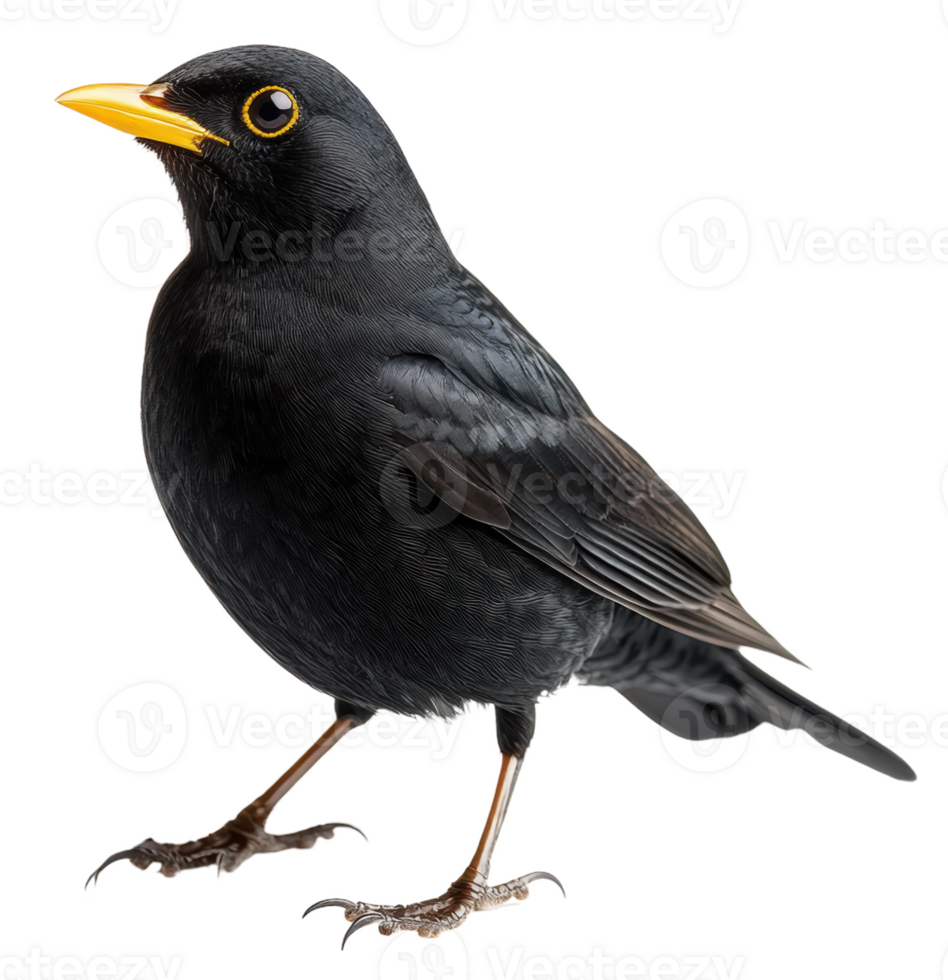 A blackbird stands on a surface with a bright yellow beak and glossy feathers, showcasing its features, cut out - stock . png