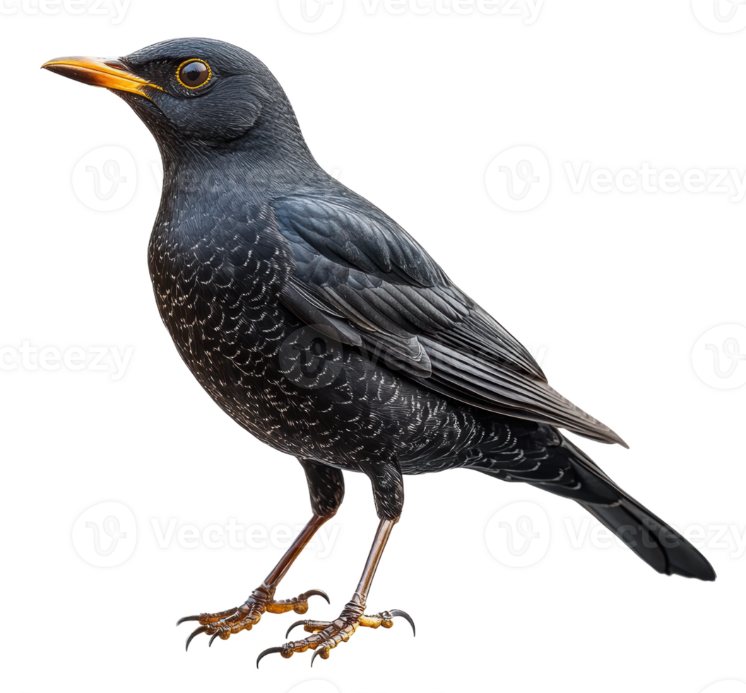 A black bird stands on a clean surface, showcasing its sleek feathers and bright yellow-orange beak, cut out - stock . png
