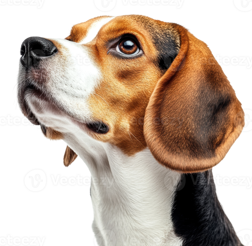 A beagle looking thoughtfully with its head tilted against a plain background, cut out - stock . png