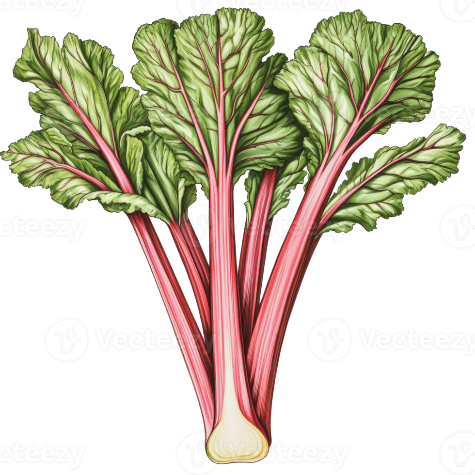 Fresh rhubarb with vibrant green leaves png