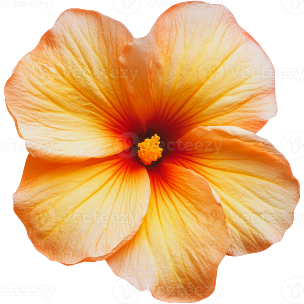 Hibiscus flower in orange and yellow hues png