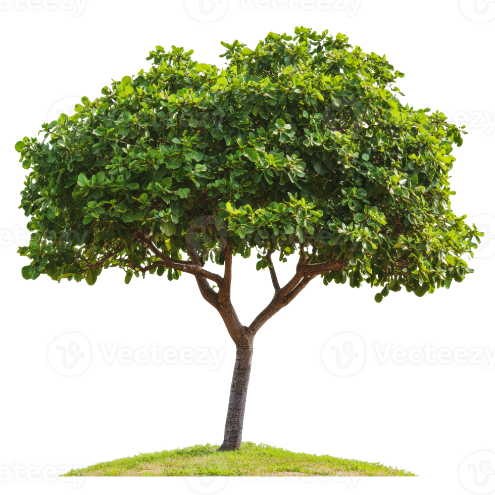 Lush green tree in a grassy field during daylight png