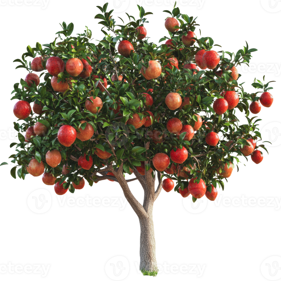 Apple tree full of ripe fruits in an orchard png