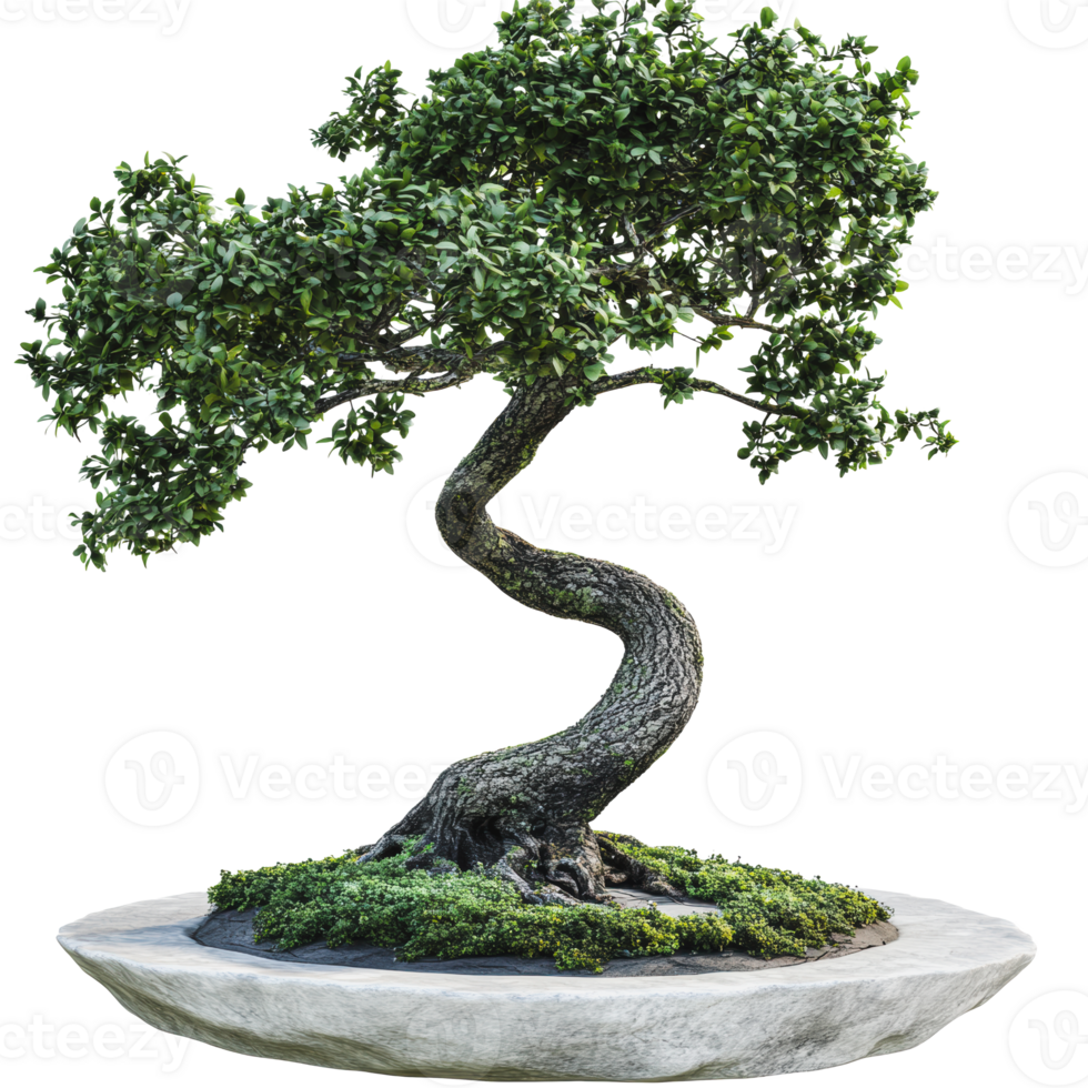 Unique bonsai tree on a stone pedestal png