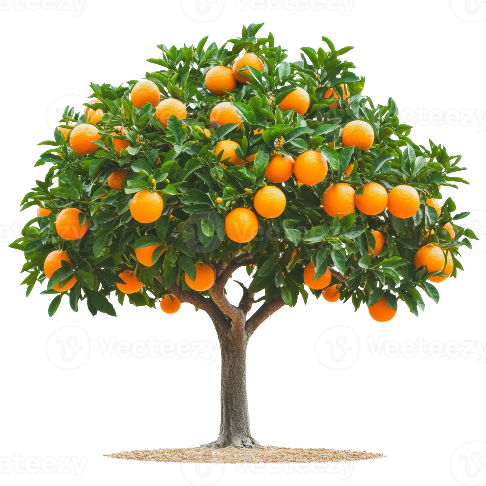 Orange tree with ripe fruit in sunny orchard png