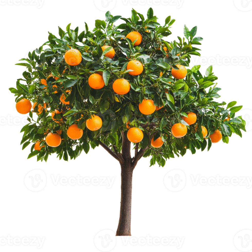 Orange tree with ripe fruit in a garden setting png