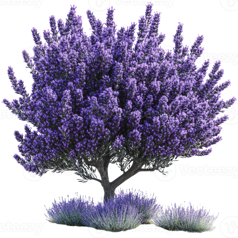 Lavender tree with vibrant purple blooms in spring png