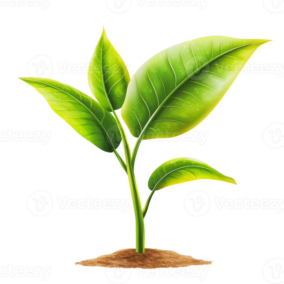 Fresh green plant sprouting from soil png