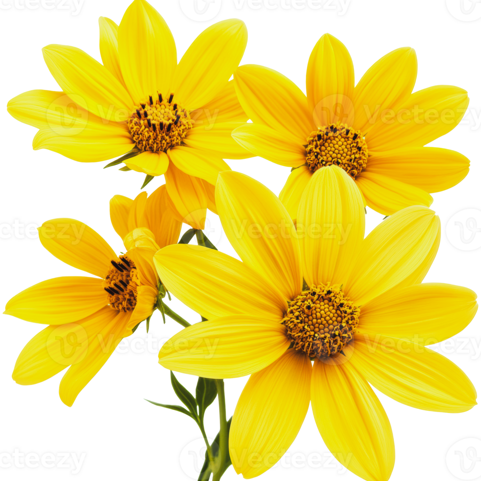 Yellow flowers in full bloom with vibrant petals and prominent centers against a white background png