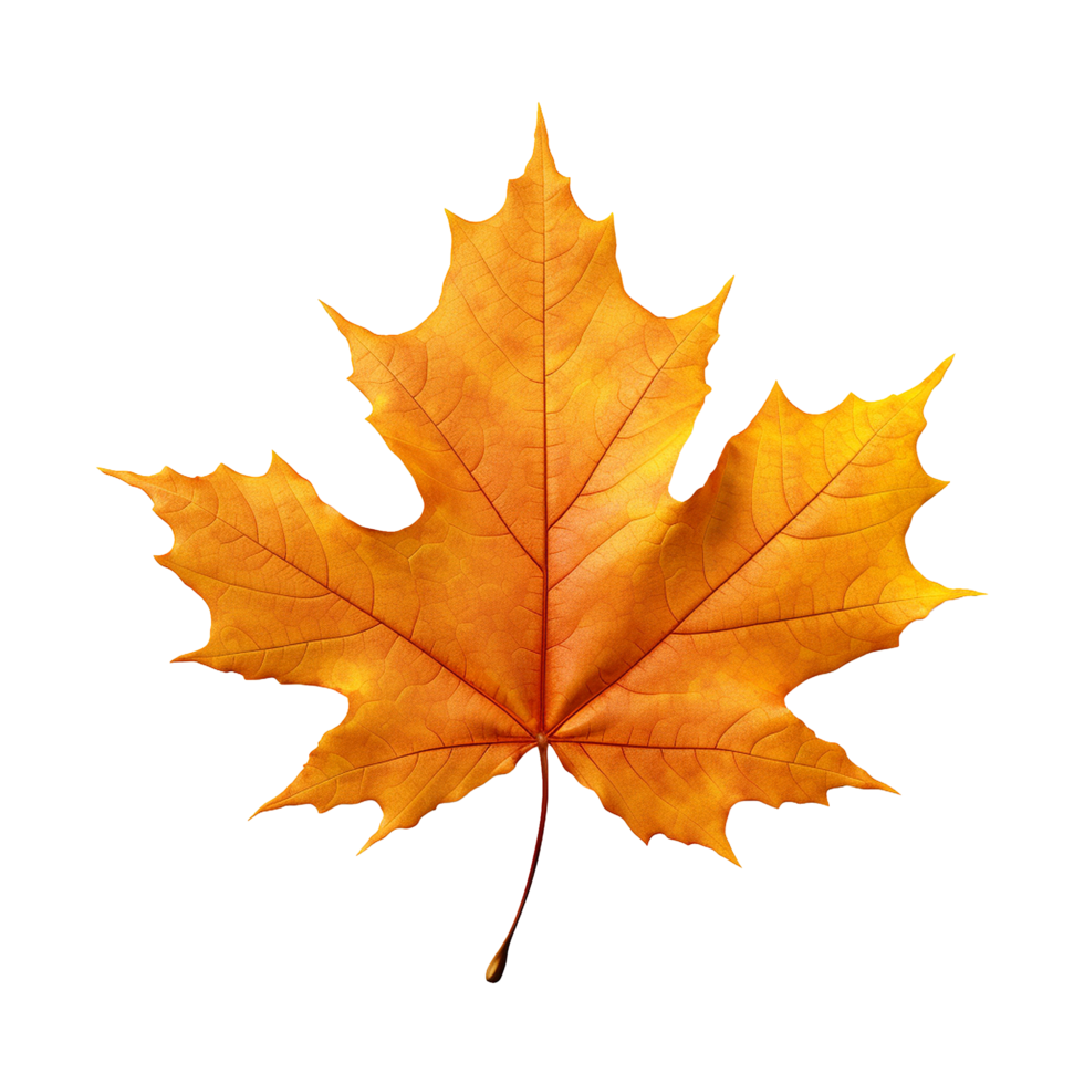 A Maple leaf isolated on transparent background png