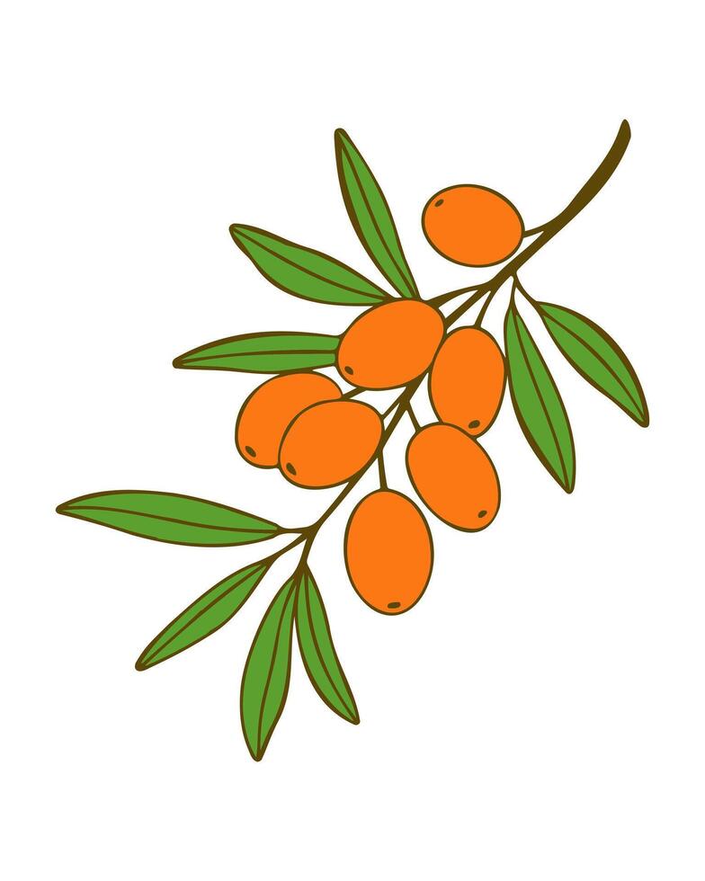 Sea buckthorn branch with ripe orange berries isolated on white background. vector