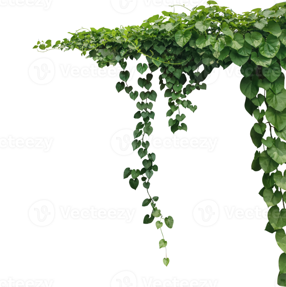 a green plant hanging from a branch on a transparent background, green ivy on a wall, green ivy leaves on , a vine growing on a wall with leaves png