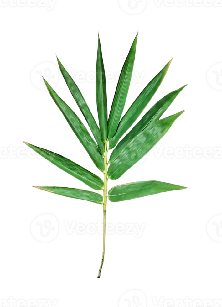 a green leaf of bamboo on a transparent background, a green palm leaf on a background png