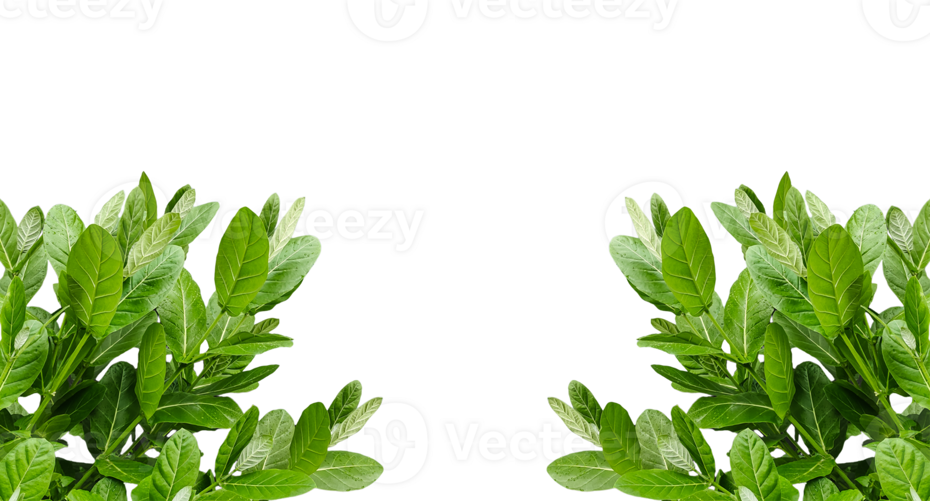 bunch of fresh herbs frame, a plant with green leaves mockup on transparent background, green plant png